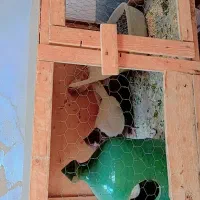 یه جفت کفتر نر و ماده