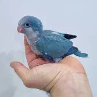 جوجه طوطی راهب سرلاکی ۴۵ روزه آبی رنگ