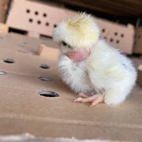 جوجه گردن لخت کاکلی