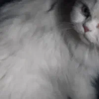 گربه پرشین پیدا شده