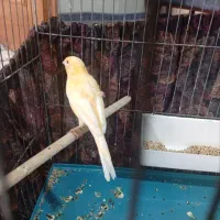 قناری ماده اماده