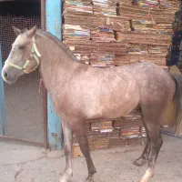 کره نریون عرب کرد