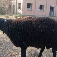 قوچ تخملیخ