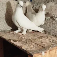 بوشهری|پرنده|دلوار, |دیوار