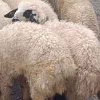 فروش بره نر