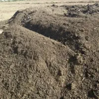 خریدار کود گاوی تازه