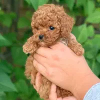 تاینی پودل|سگ|کرج, فاز ۴ مهرشهر|دیوار