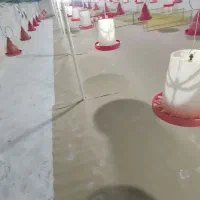 کارگر ساده برای پرورش مرغ گوشتی (فوری)|استخدام صنعتی، فنی، مهندسی|قائمشهر, |دیوار