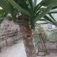 یوکا تزیینی|گل و گیاه طبیعی|رشت, استادسرا|دیوار