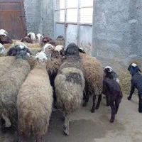 ۲۰گوسفند میش با ۵ بره مابقی مادره پاییزه که آبستنن