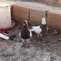 کفتر رزنگی|پرنده|مینودشت, |دیوار