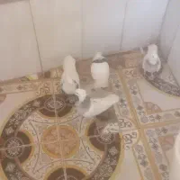 طوقی درجه یک