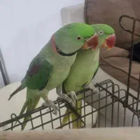 جفت شاه طوطی دستی|پرنده|مشهد, شهید شهریاری|دیوار