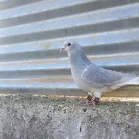 کبوتر شهری ابی نر