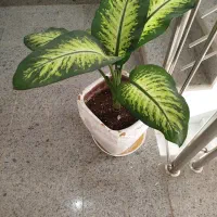 فروش گل وگیاه|گل و گیاه طبیعی|شیراز, گویم|دیوار