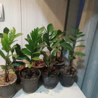 زاموفیلیا گل آپارتمانی|گل و گیاه طبیعی|شهریار, شهرک شاهد|دیوار