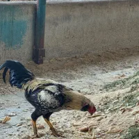 خروس دورگ لاری|حیوانات مزرعه|الوند, |دیوار