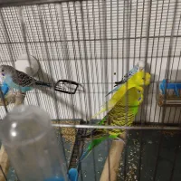 مرغ عشق جفت|پرنده|ساوه, |دیوار