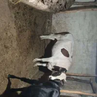 گاو شکم دوم