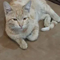واگذاری گربه|گربه|قم, شهر قائم|دیوار