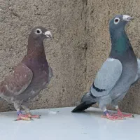 کفتر. سبزپلاکی. مسافتی