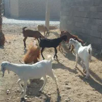 گوسفند پاکستلنی|حیوانات مزرعه|عنبرآباد, |دیوار