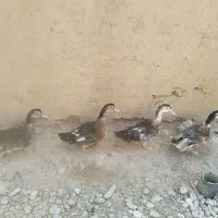 اردک