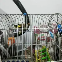 سهره زیبا|پرنده|کرمانشاه, |دیوار