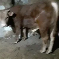 فروش گوساله های نر بهترین نژاد شاروله لیموزین