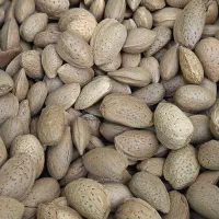 بادام سنگی درجه یک|خوردنی و آشامیدنی|دهگلان, |دیوار