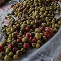 انار جوبن