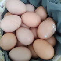 تخم مرغ نطفه دار لاری از بهترین نسل