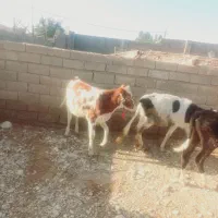 باسلام گاو جرسی شکم اول شکم دوم ابستن دوماه هستش