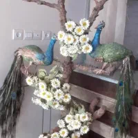 طاووس زینتی