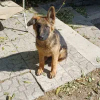 سگ ژرمن شپرد