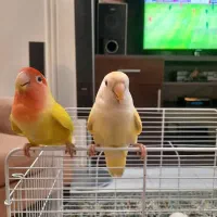 کوتوله برزیلی|پرنده|بندر انزلی, تهران|دیوار