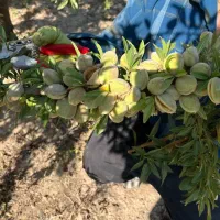 توزیع و فروش نهال بادام منقا|خدمات باغبانی و درختکاری|زاگرس, |دیوار