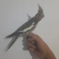 عروس هلندی دستی