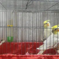 فروش یک جفت عروس هلندی مولد اماده جفت