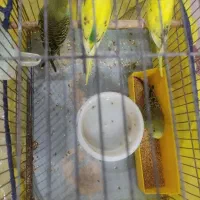 ۵ عدد مرغ عشق