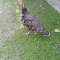 بوقلمون نر وزن ۱۱/۷۰۰..بوقلمون ماده وزن ۵/۶۰۰|حیوانات مزرعه|قائمشهر, |دیوار