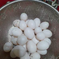 تخم کبوتر|پرنده|شیراز, دکتر حسابی|دیوار