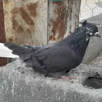 کبوتراصفهانی