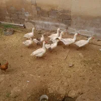 ماهشهر جراحی