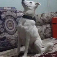 سگ نژاددار نگهبان