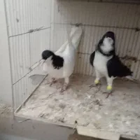 دوجفت سیاه پوش|پرنده|قزوین, |دیوار