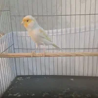 قناری|پرنده|قدس, شهر‌قدس|دیوار