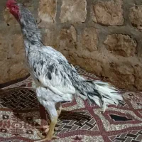 طوسی پر مرغی