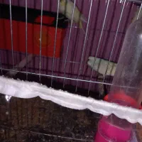 یک جفت مرغ عشق مولددارندتخم می‌گذارند|پرنده|تبریز, |دیوار