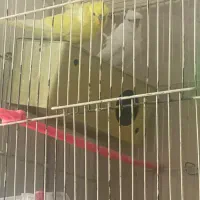 مرغ عشق نژاد خاص